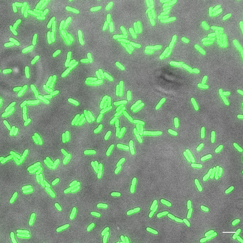 CIL: 54712, Bacteria E coli, MC1061