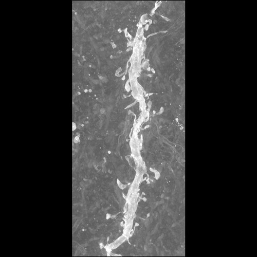 CIL:48015, Mus musculus, CNS neuron (sensu Vertebrata)