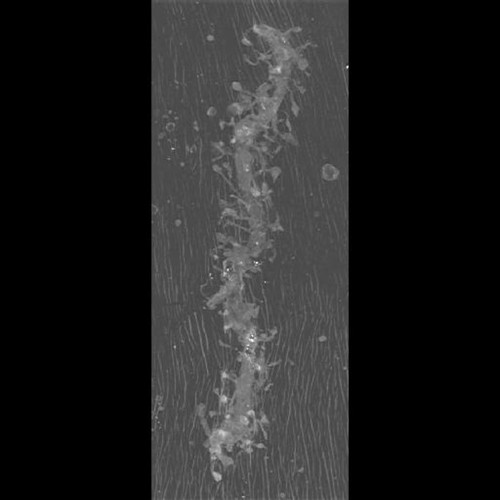 CIL:39999, Mus musculus, CNS neuron (sensu Vertebrata)