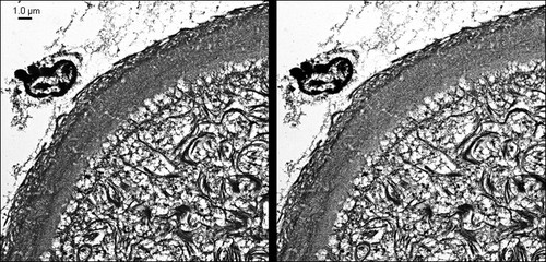 CIL:40672, Mesocricetus auratus, early embryonic cell