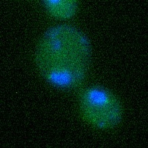 CIL:13878, Saccharomyces cerevisiae