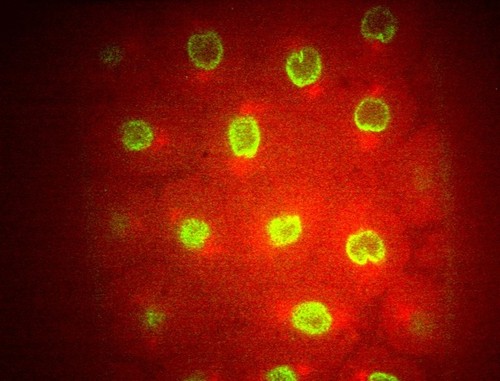 CIL:30568, Drosophila melanogaster, early embryonic cell