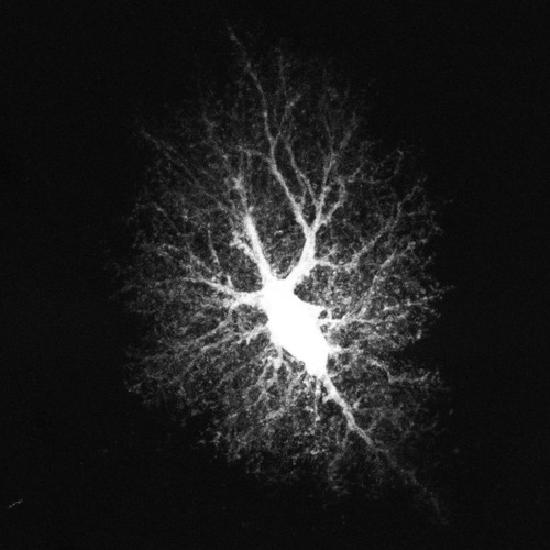 CIL:36321, Rattus, astrocyte