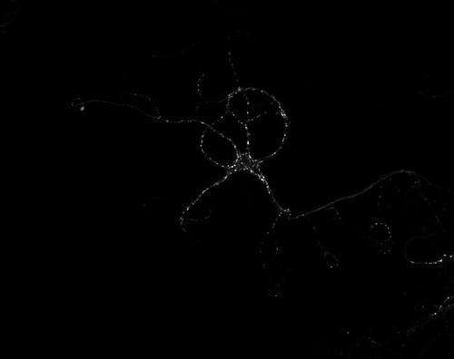 CIL:36172, Rattus, multipolar neuron