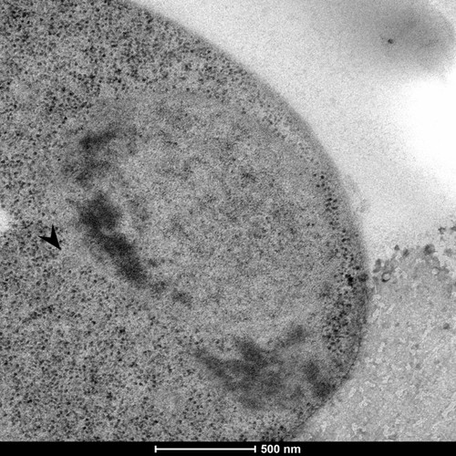 CIL: 50854, Saccharomyces cerevisiae (baker's yeast, budding yeast), Mixed population of S. cerevisiae cells