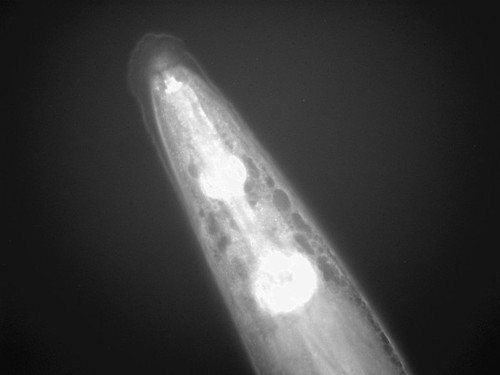 CIL:1295, Caenorhabditis elegans, muscle cell