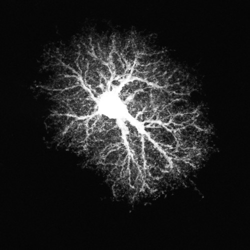 CIL:36315, Rattus, astrocyte