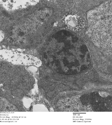 CIL: 50766, Drosophila melanogaster