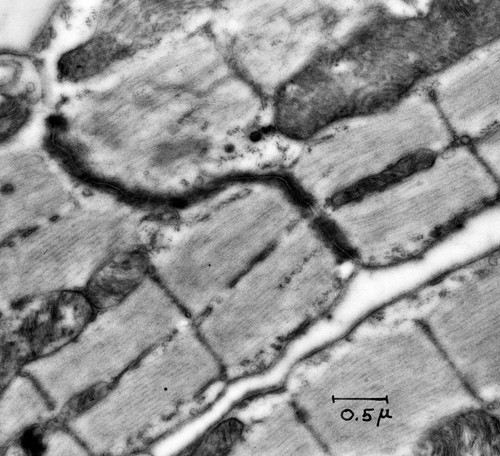 CIL:37207, Rattus, cardiac muscle cell