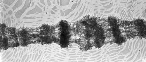 CIL:25317, Drosophila melanogaster, fat body cell