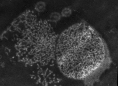 CIL:758, Patiria miniata, sperm