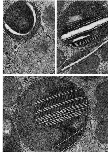 CIL:10849, Sus scrofa, Leydig cell