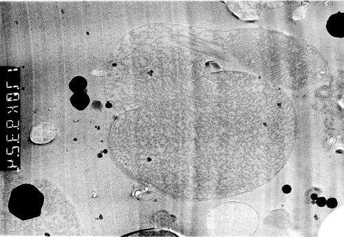 CIL:437, Patiria miniata, sperm