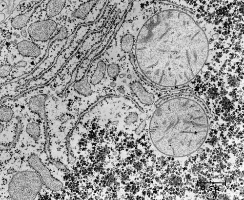 CIL:37189, Rattus, hepatocyte