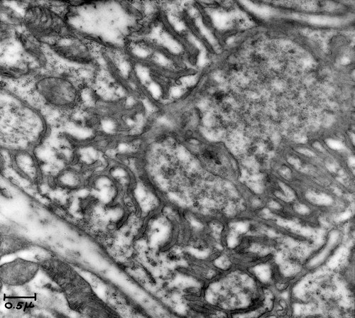 CIL:37215, Rattus, neuron