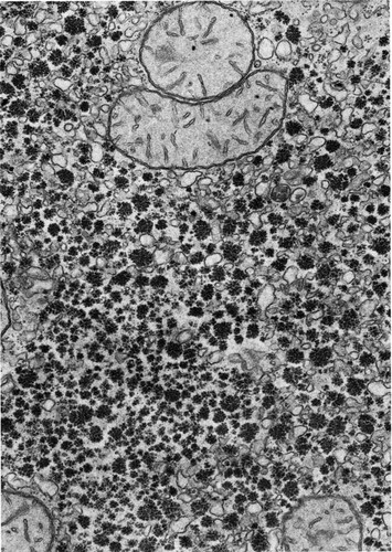 CIL:35972, Phodopus, hepatocyte