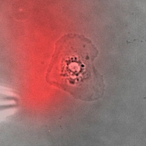 CIL:12016, Hypsophrys nicaraguensis, keratocyte