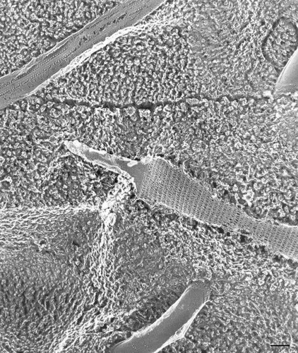 CIL:36686, Paramecium multimicronucleatum, cell by organism, eukaryotic cell, Eukaryotic Protist, Ciliated Protist