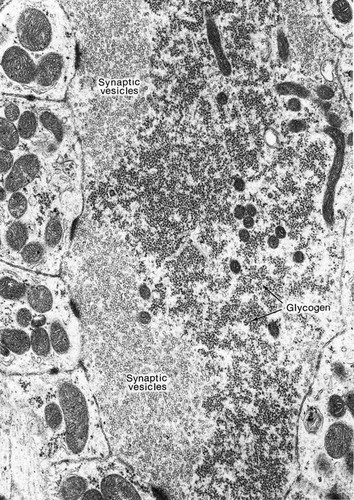 CIL:35975, Chrysemys picta, CNS neuron (sensu Vertebrata)