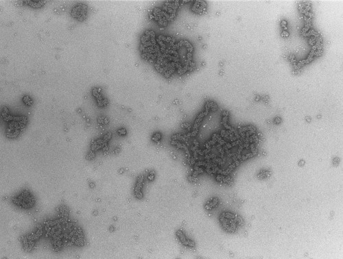 CIL:748, Necturus maculosus, nucleate erythrocyte