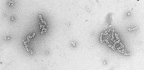 CIL:696, Necturus maculosus, nucleate erythrocyte