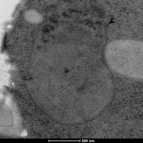 CIL: 50868, Saccharomyces cerevisiae (baker's yeast, budding yeast), Mixed population of S. cerevisiae cells