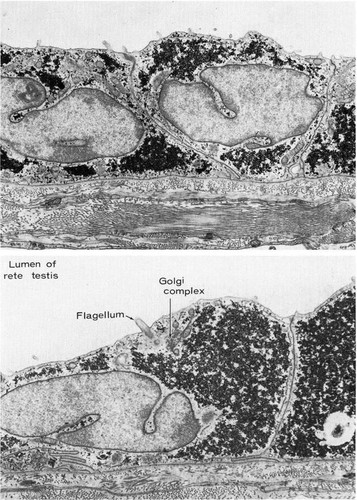 CIL:35976, Cavia porcellus, Sertoli cell, spermatocyte