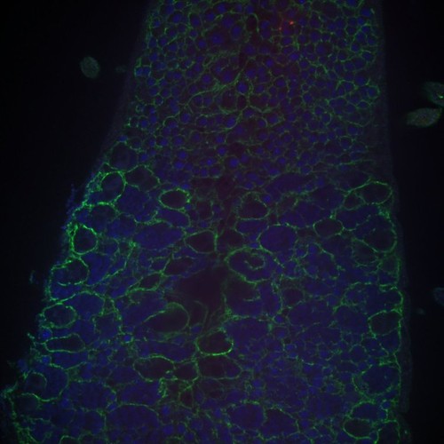 CIL: 54653, Drosophila melanogaster, astrocytes (red)