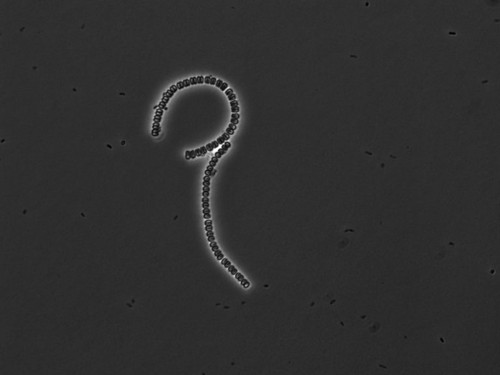 CIL: 54821, Alysiella filiformis, bacteria