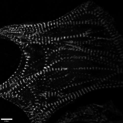 CIL:1585, Gallus gallus gallus, early embryonic cell, cardiac muscle cell