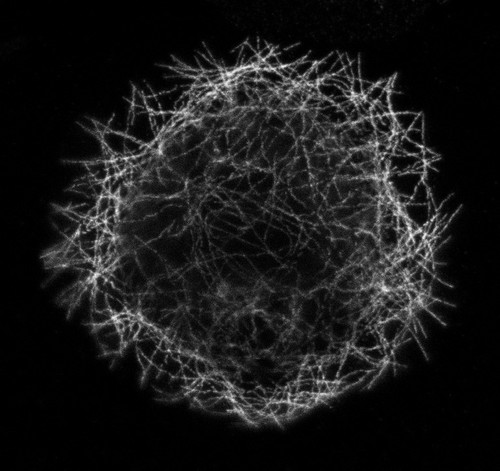 CIL:36148, Drosophila melanogaster, epithelial cell