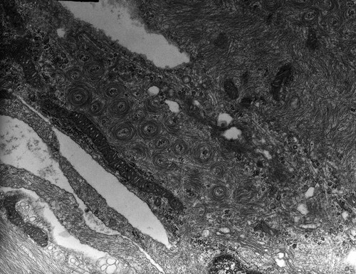 CIL:10003, Rana catesbeiana, barrier epithelial cell