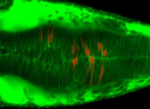 CIL:35415, Danio rerio