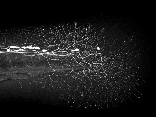 CIL:41022, Danio rerio, sensory neuron