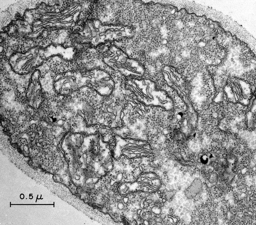 CIL:37257, Neurospora crassa