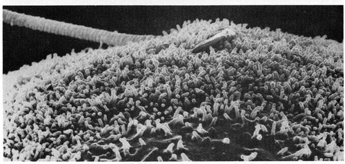 CIL:11096, Phodopus, oocyte, sperm