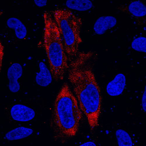 CIL: 53740, Homo sapiens, HeLa