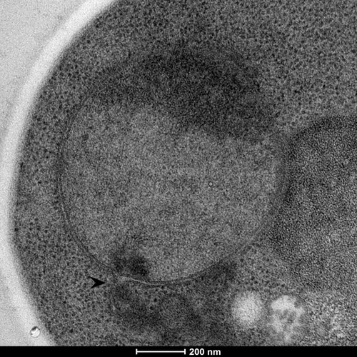 CIL: 50843, Saccharomyces cerevisiae (baker's yeast, budding yeast), Mixed population of S. cerevisiae cells