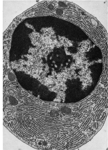 CIL:10773, Cavia porcellus, plasma cell