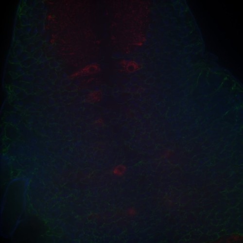 CIL: 54650, Drosophila melanogaster, astrocytes (red)