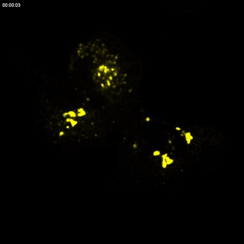 CIL:9972, Rattus, permanent cell line cell