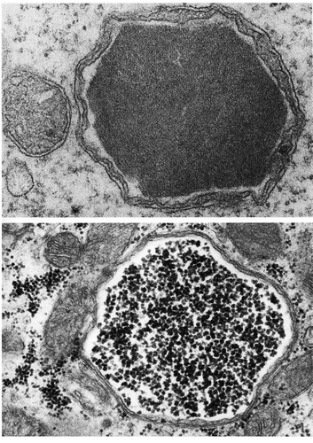 CIL:11445, Rana catesbeiana, Felis catus, oocyte, cardiac muscle cell