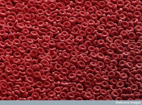 CIL:38811, blood cell, red blood cell