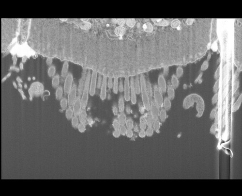 CIL: 50715, FIB-SEM Dataset of anti-PKHD1L1 Immuno-Gold Labeled Outer Hair Cell Stereocilia Bundles: 5.3_Cell_5_Stack_Filtered