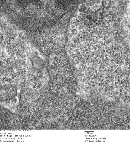 CIL: 50760, Drosophila melanogaster