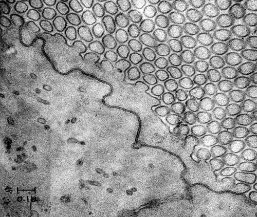 CIL:37170, Rattus, intestinal epithelial cell