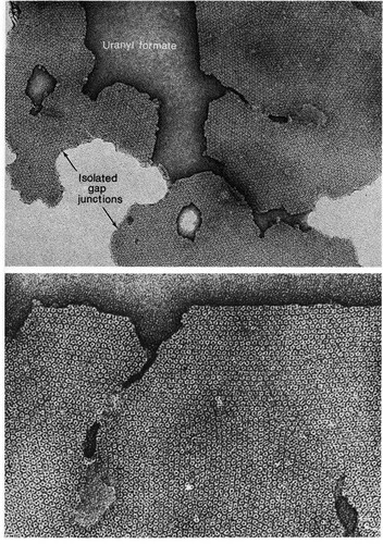 CIL:11226, Mus musculus, hepatocyte