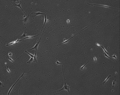 CIL:7856, Mus musculus, permanent cell line cell