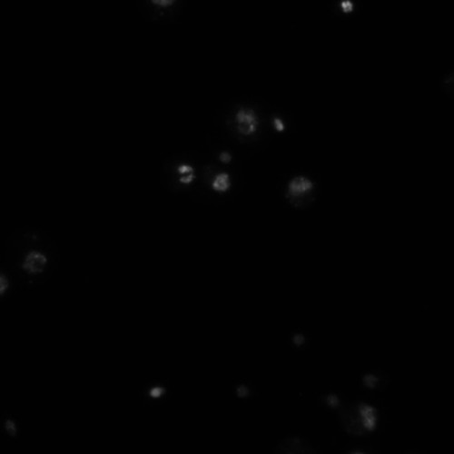 CIL:21750, Drosophila melanogaster, epithelial