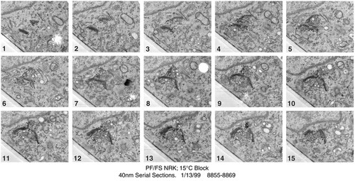 CIL:24514, Rattus norvegicus, epithelial cell